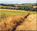 Cornfield at the side of Hill of Meadaple