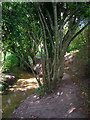 Footpath and Stream near Washington Caravan and Camping Park