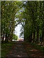 The Avenue of the old site of Baillieston House