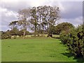 Decayed field bank: Blaengwenllan, Llanfair Treflygen