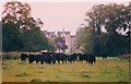NJ7821 : Cattle at Keithhall by Andrew Wood