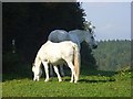 SU7993 : White horses, Watercroft Farm, Cadmore End by Andrew Smith