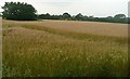 Harvest Field (Before)