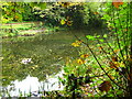 Pond in Railway Walk, Buckingham