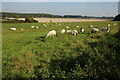 SP2521 : Sheep grazing in the Evenlode valley by Philip Halling