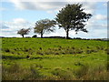 Three Trees Near Harelaw