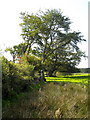 Hedge and Trees Near Harelaw