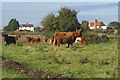 Cattle with Creeting Hall beyond