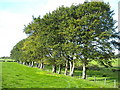 Line of Trees Near East Brackenridge