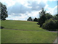 Open Grassy area between Abelia and Angelica  (1)