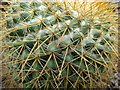 NS5667 : Spiky cactus by Dannie Calder