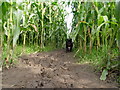 Muddy Path Through the Corn