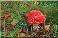 Toadstool, Walesby Scout Camp