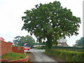 Oak by Wilton Lane