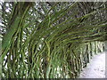 Serpentine Yew Tunnel at Trevarno Gardens