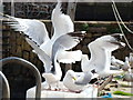 NO6107 : Hungry gulls by Dannie Calder