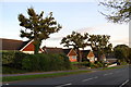 Oak trees on Harrow Lane