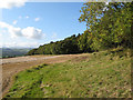 Betws Lodge Wood