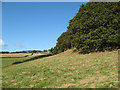 Headland, Betws Lodge Wood