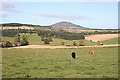 Looking Towards Knock Hill from Corskellie