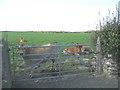 Jersey cows at a field gate south of Rhyd-yr-wyn