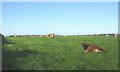 A Jersey herd at Treban