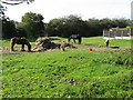 Horses at Dudley Road roundabout