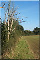 Field edge path heading for Broad Border Wood